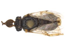   Zadiprion rohweri  male dorsal habitus; photo by Q. Baine, WSDA 
