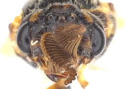   Zadiprion rohweri  male face; photo by Q. Baine, WSDA 
