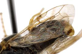   Zadiprion rohweri  fore wing; photo by Q. Baine, WSDA 
