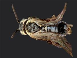   Zaschizonyx montana  nbsp; male dorsal habitus; photo by J.nbsp;Orr, WSDA 
