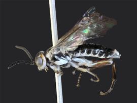   Zaschizonyx montana  nbsp; male lateral habitus; photo by J.nbsp;Orr, WSDA 
