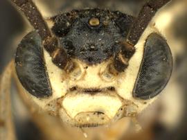   Zaschizonyx montana  nbsp; male face; photo by Q. Baine, WSDA 
