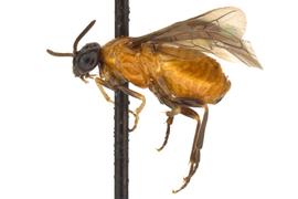   Zynzus bicolor  female lateral habitus; photo by J. Orr, WSDA 
