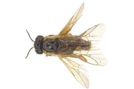   Zynzus crassulus  female dorsal habitus; photo by J. Orr, WSDA 
