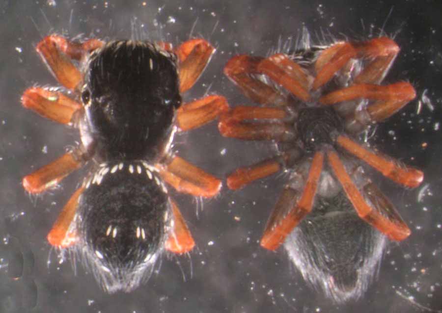 The Bug Box: Johnson's jumping spider, Columnists