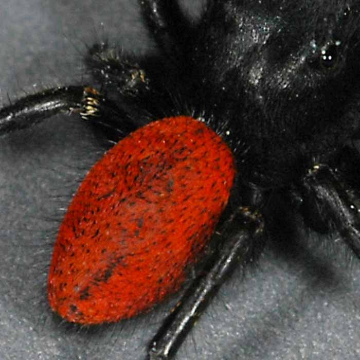 The Bug Box: Johnson's jumping spider, Columnists