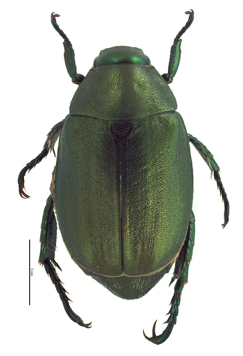 Anomala viridana | Hawaiian Scarabs