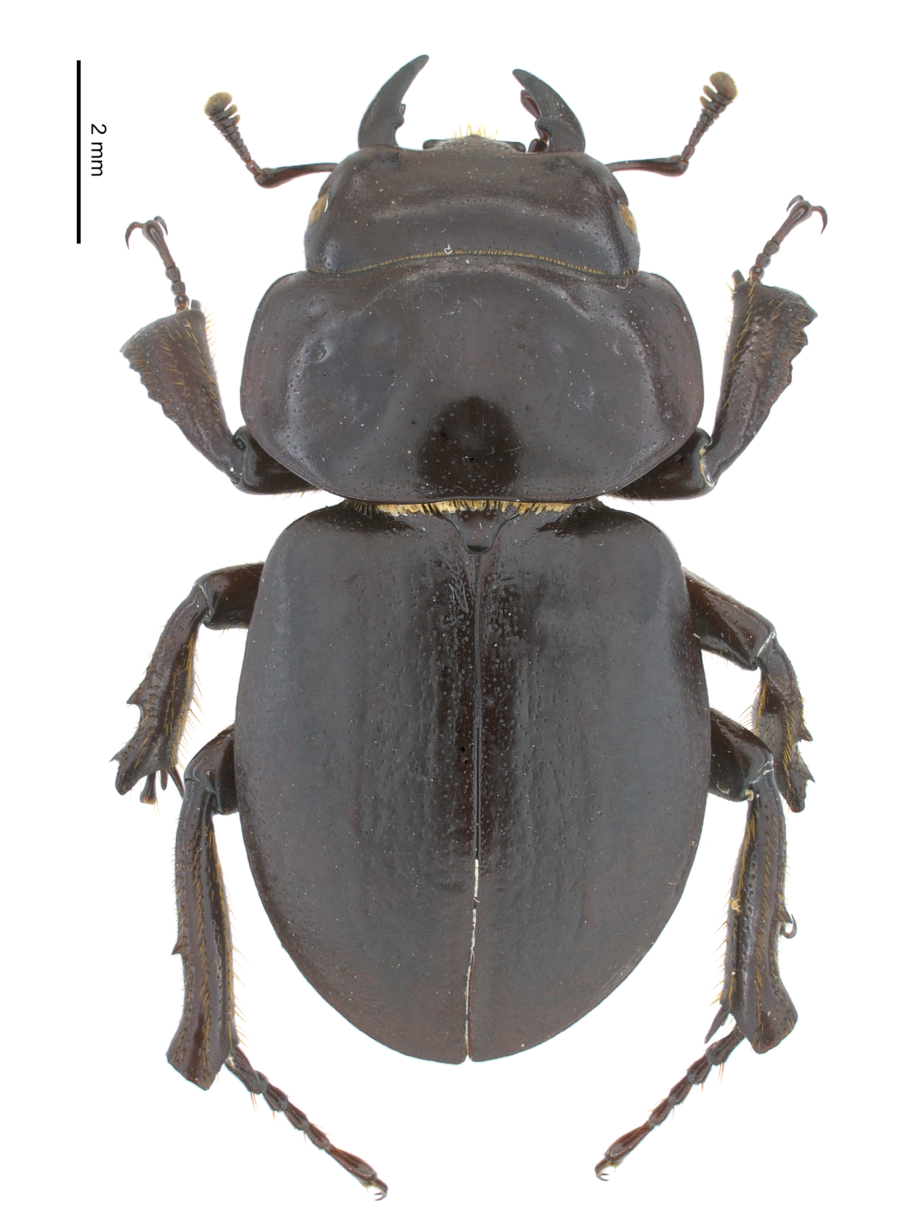 Apterocyclus waterhousei | Hawaiian Scarabs