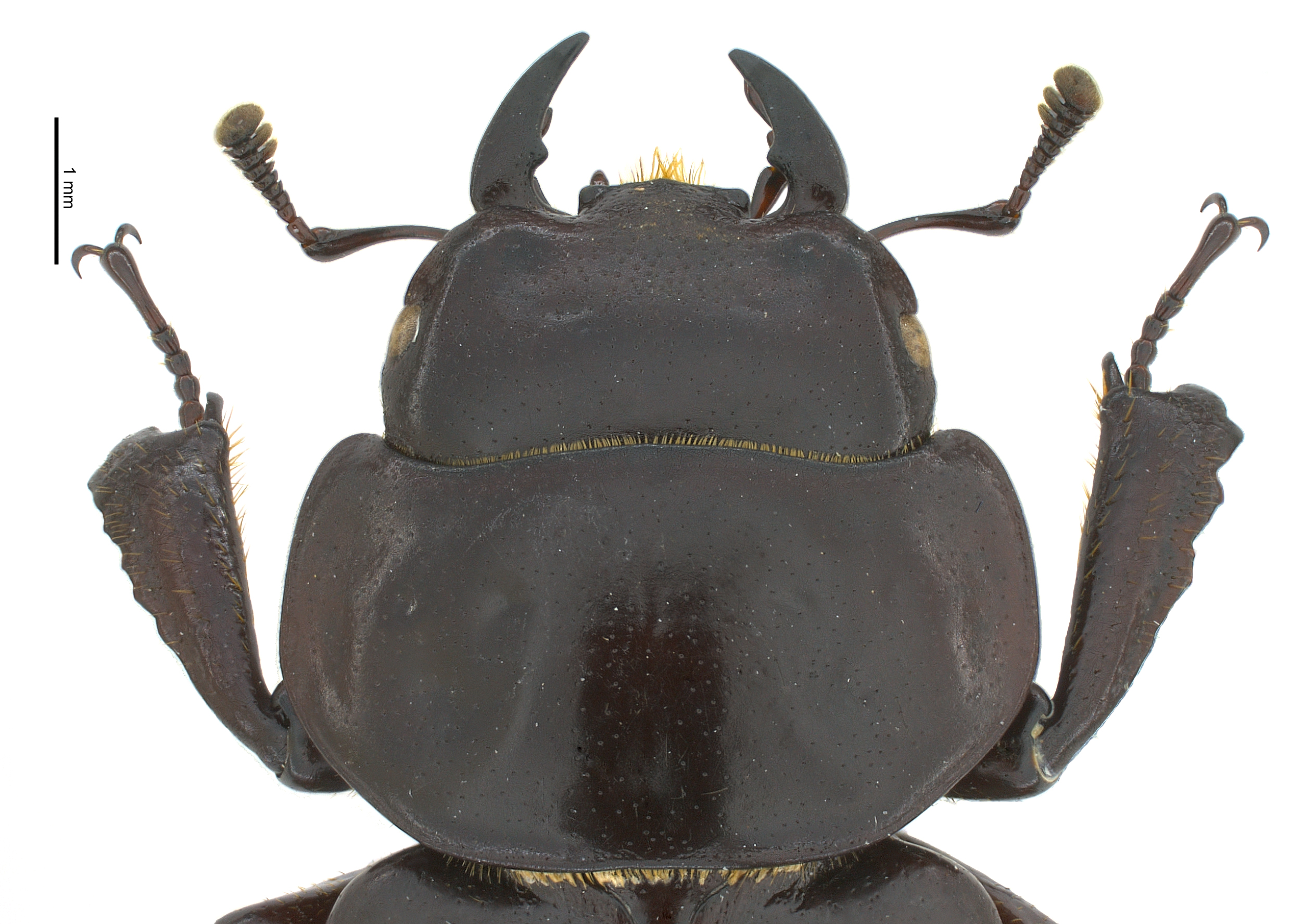 Apterocyclus waterhousei | Hawaiian Scarabs