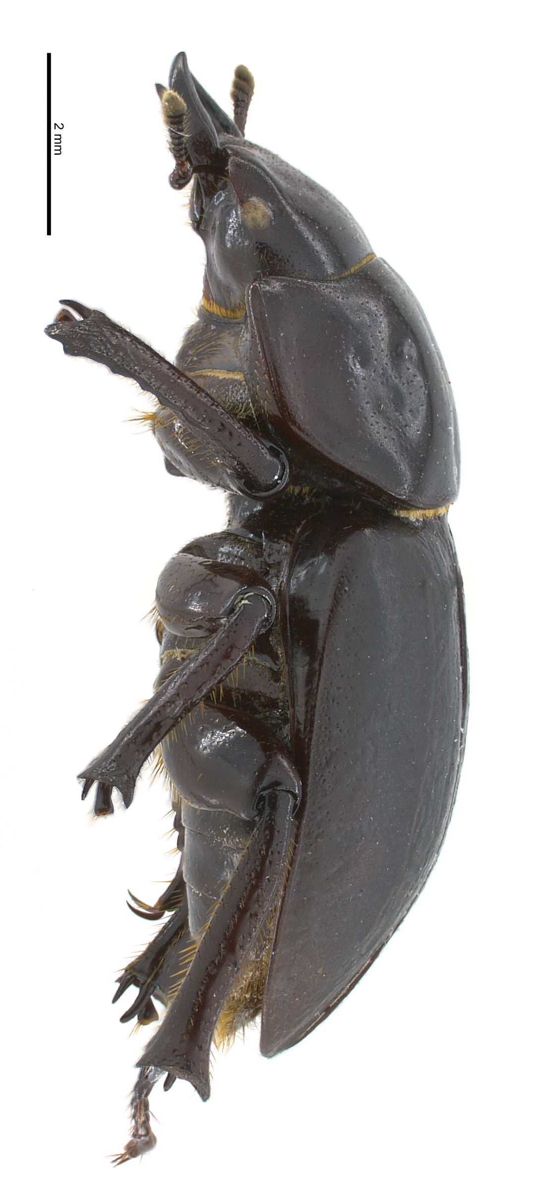 Apterocyclus waterhousei | Hawaiian Scarabs