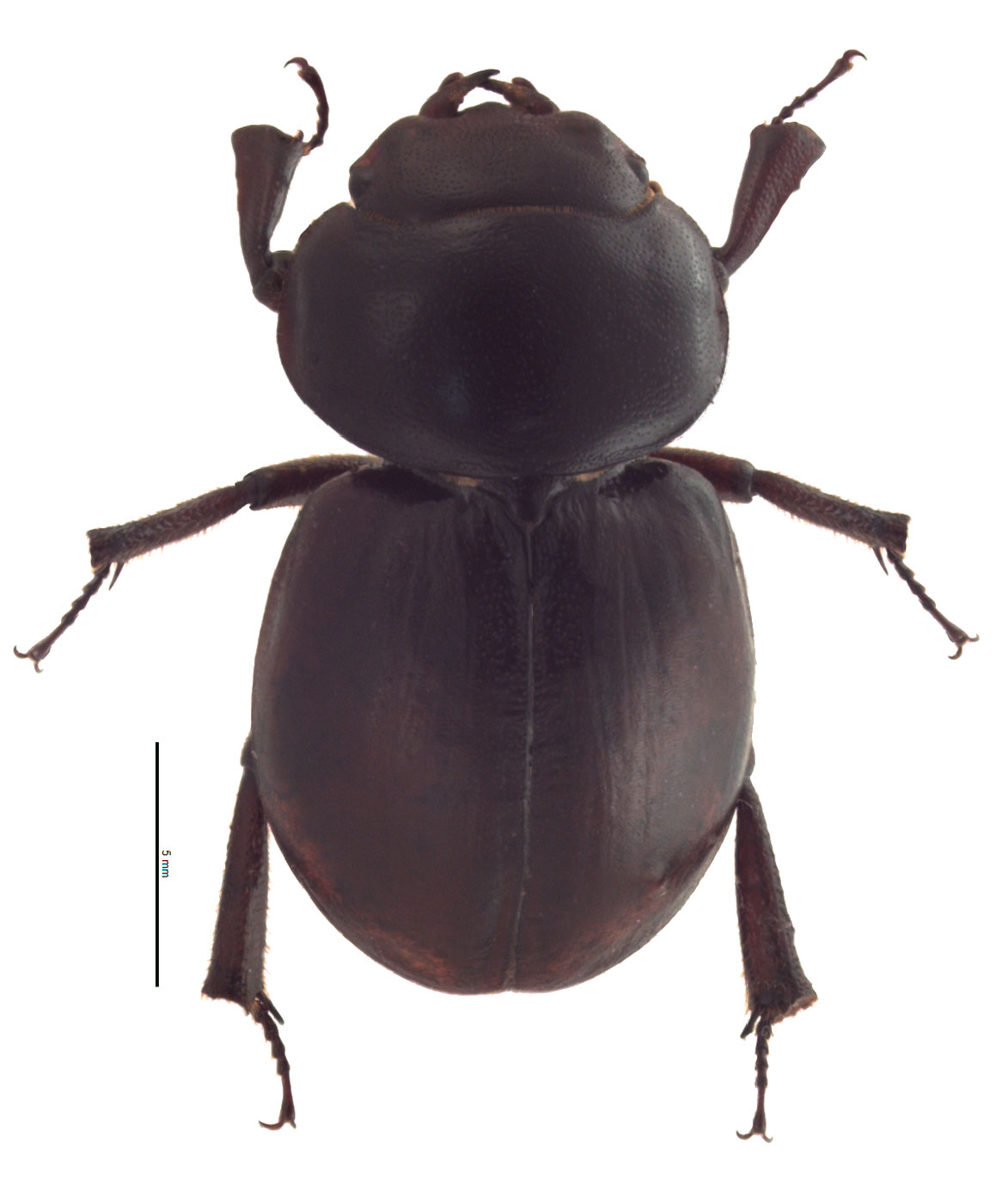Apterocyclus honoluluensis | Hawaiian Scarabs