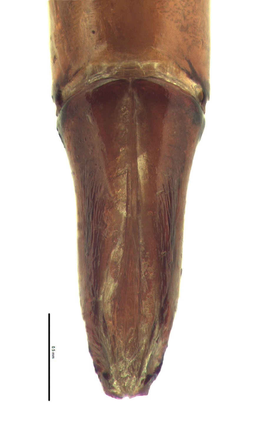 Copris incertus | Hawaiian Scarabs