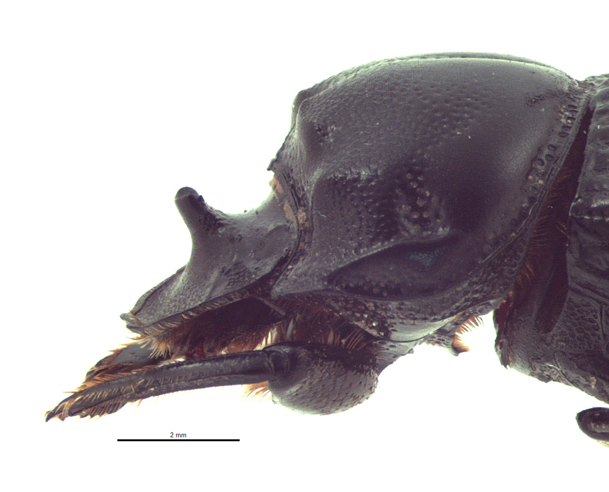 Copris remotus | Hawaiian Scarabs