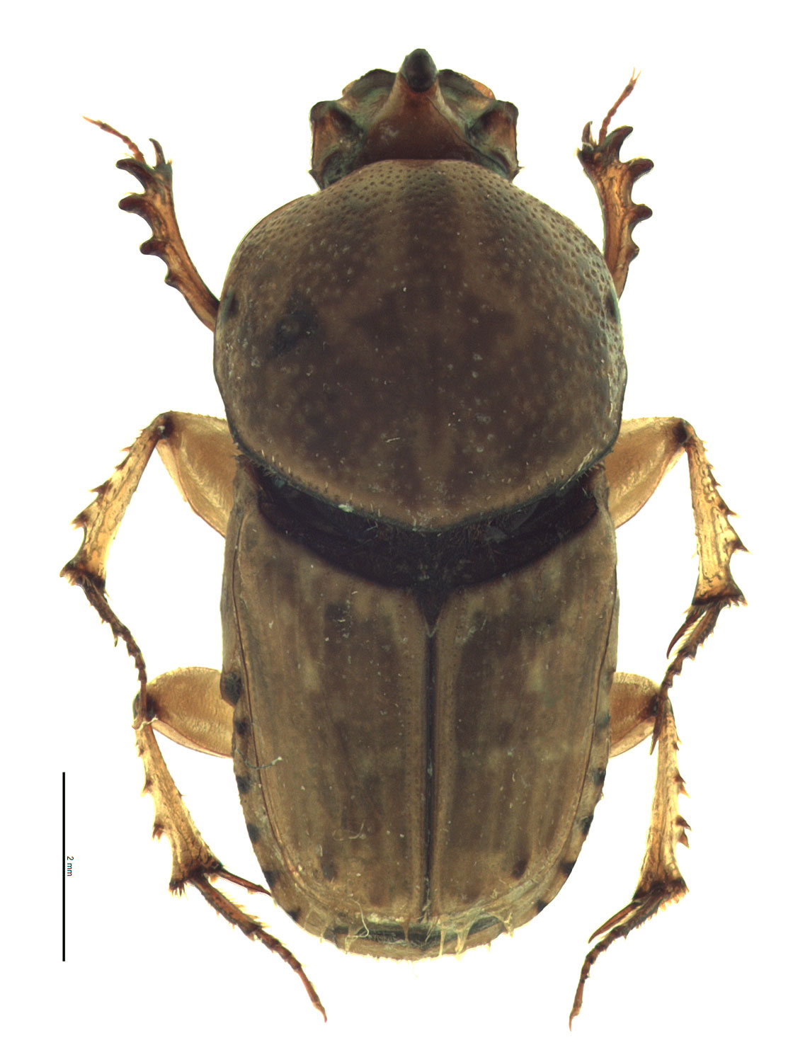 euoniticellus-intermedius-hawaiian-scarabs