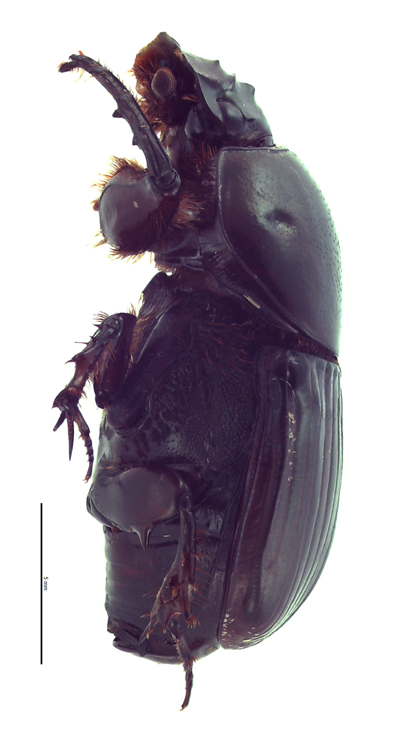 Onitis vanderkelleni | Hawaiian Scarabs