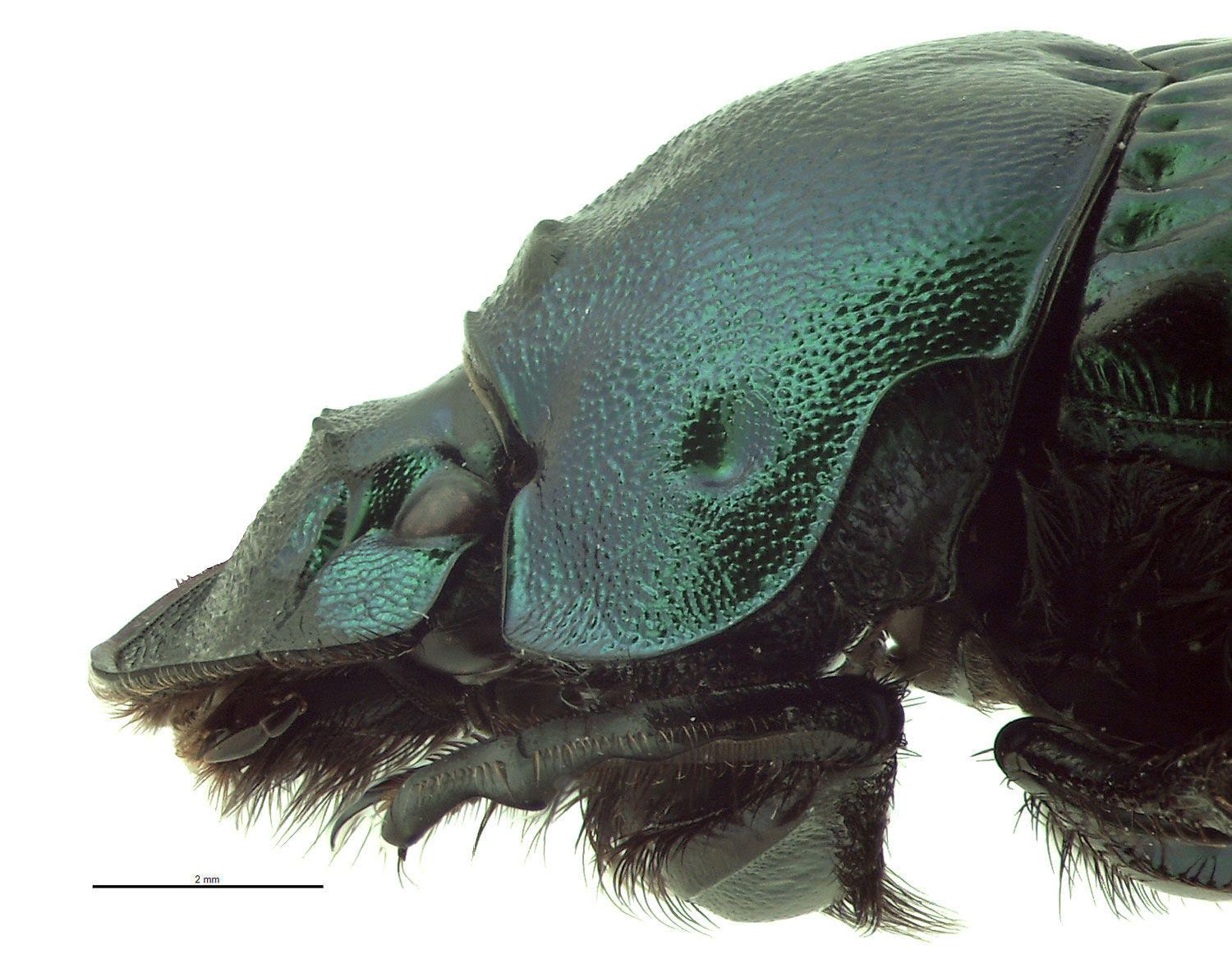 Phanaeus daphnis | Hawaiian Scarabs