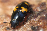 picnic or sap beetle, Nitidulidae