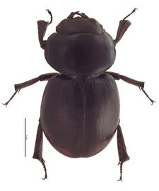 Apterocyclus honoluluensis | Hawaiian Scarabs