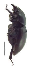 Apterocyclus honoluluensis | Hawaiian Scarabs