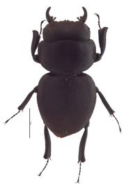 Apterocyclus honoluluensis | Hawaiian Scarabs