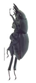 Apterocyclus honoluluensis | Hawaiian Scarabs