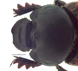   Onthophagus nuchicornis  female; photo by E.L. Engasser 