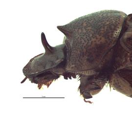   Onthophagus sagittarius  female; photo by E.L. Engasser 