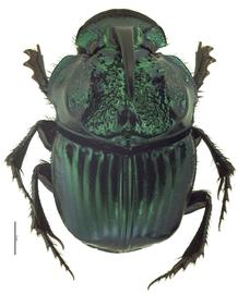 Phanaeus daphnis | Hawaiian Scarabs