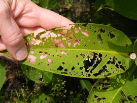   Adoretus sinicus  characteristic leaf damage upon wax apple; photo by M.L. Jameson 