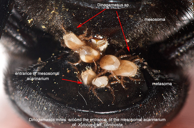Dinogamasus | Bee Mite ID