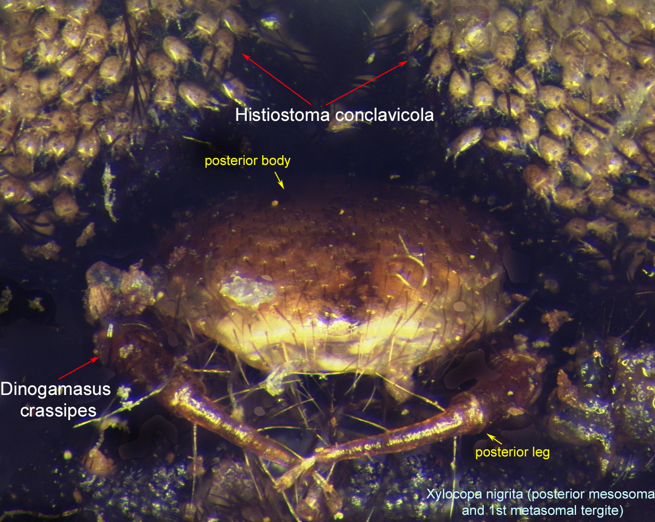 Metasomatic Tergite Insect Dinogamasus | Bee Mite ID