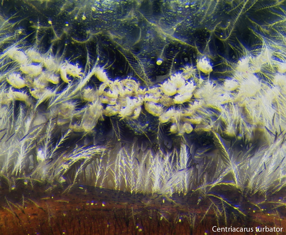 Centriacarus | Bee Mite ID