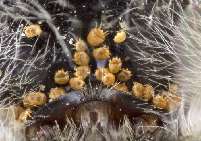 Winterschmidtiid phoretic deutonymphs on bee  Hoplitis jakovlevi