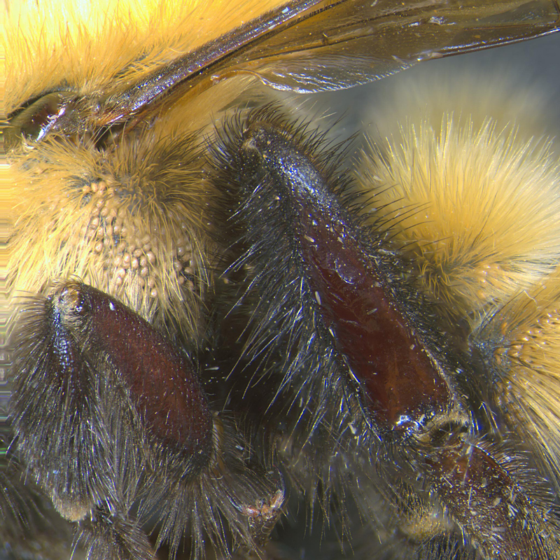 Kuzina phoretic deutonymphs on bumblebee Bombus affinis