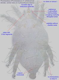 Proctotydaeus | Bee Mite ID
