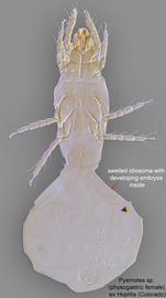 Pyemotes | Bee Mite ID