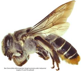 Ctenocolletacarus | Bee Mite ID