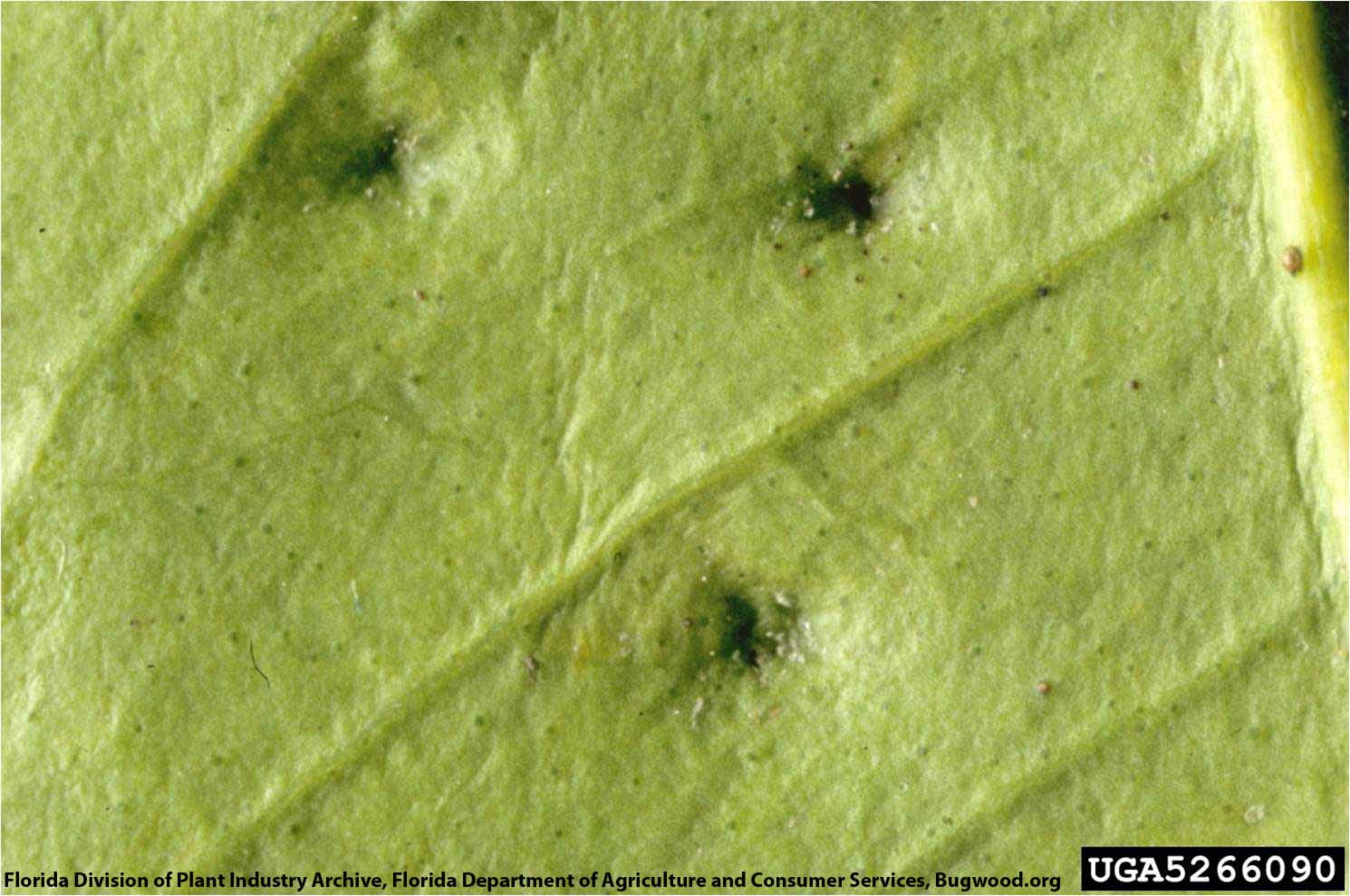 Citrus scab | Citrus Diseases