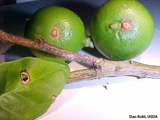            Lime anthracnose symptoms.  Shoot die-back and lesions on key   lime leaf and fruit.   