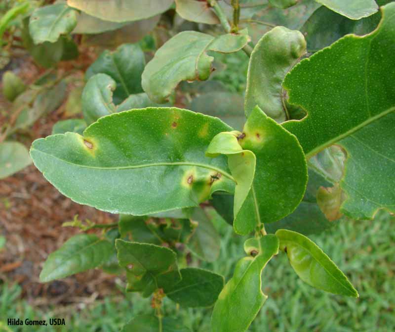 Lime anthracnose | Citrus Diseases