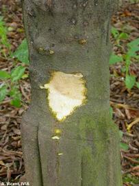            Clementine mandarin tree killed by  Phytophthora   citrophthora .   