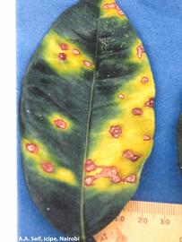            Leaf spots caused by  P. angolensis  on Marsh Seedless   grapefruit.   