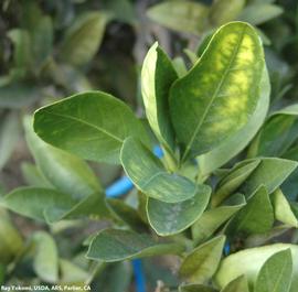            Leaf chlorosis.   