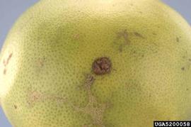            Fruit lesion with center cracking; Photo by Jeffrey W. Lotz, Florida Dep. of   Ag. and Consumer Services,    