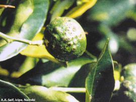            Raised tumor-like growths on young orange fruit.   