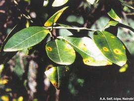 Leaf symptoms - discrete spots with yellow halo on older leaves of Washington Navel.