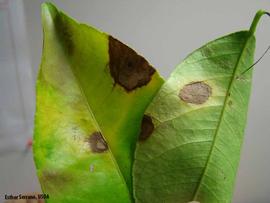           Leaf lesions.   