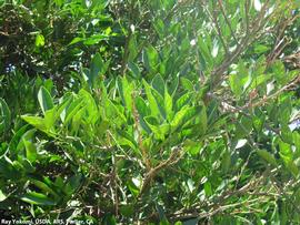            Leaf chlorosis and branch dieback.   