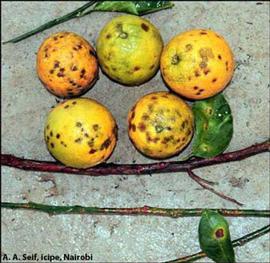           P. angolensis on fruit (oranges).   