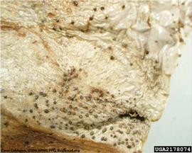            Close-up of leaf lesion.   